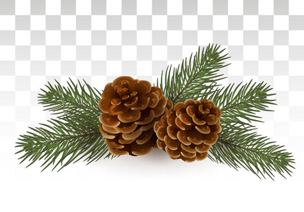 一个简单的乡村圣诞作文一棵圣诞树雪松和锥体的分支。孤立。矢量插图。Eps 10