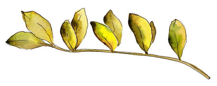 水彩黄相思叶。叶植物植物园花叶。独立的插图元素。背景纹理包装图案框架或边框的水彩画叶
