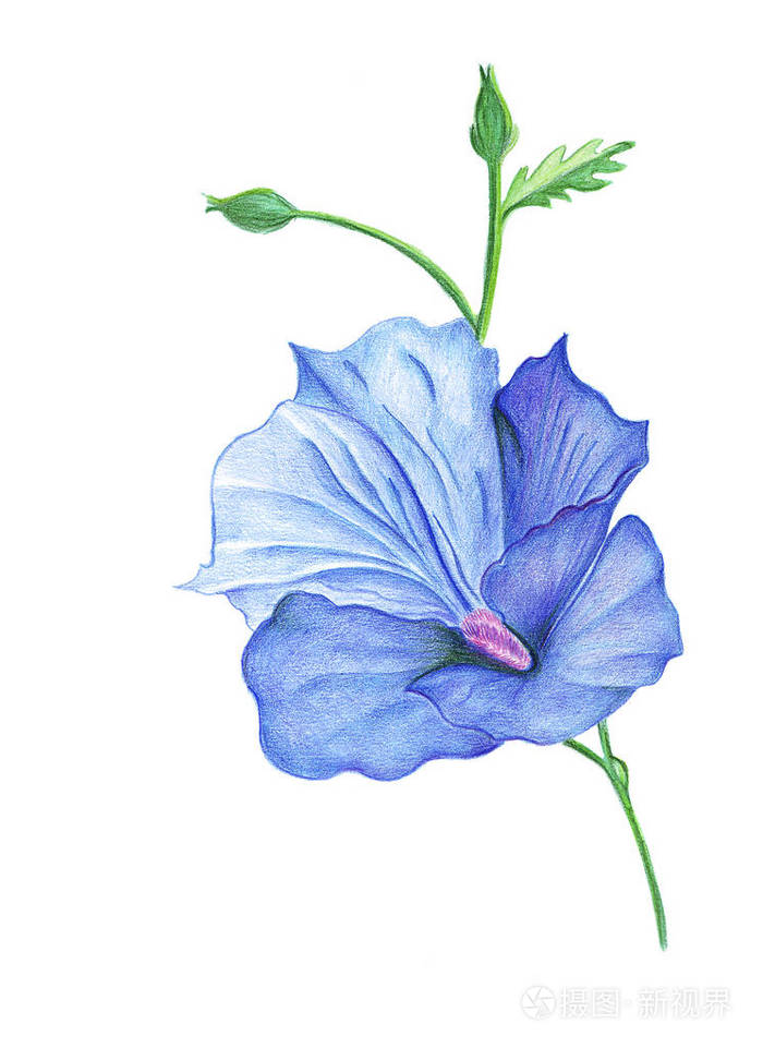 用彩色铅笔绘制逼真的手绘