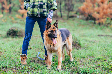 德国牧羊犬和漂亮女孩在森林里玩