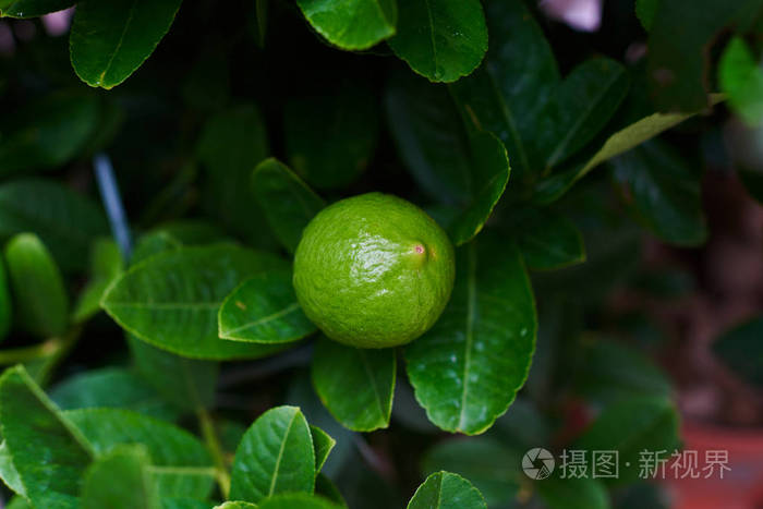 新鲜的绿色石灰挂在树枝上 树叶在树上 有机花园 石灰是一种混合的柑橘类水果 柠檬水果 维生素c 高 柠檬汁是一种流行的水照片 正版商用图片0scsbn 摄图新视界