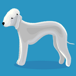 Bedlington 猎犬狗