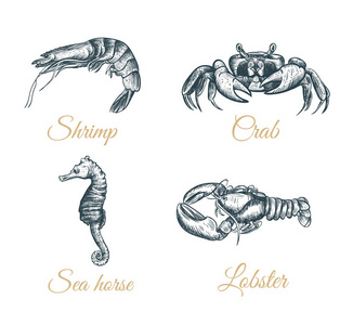 虾, 龙虾, 螃蟹, 海马素描