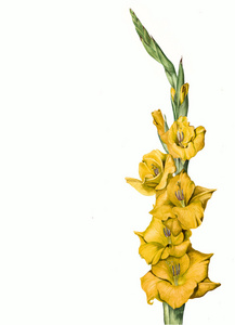 黄菖蒲图片