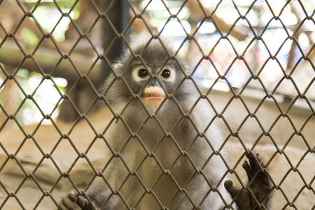 泰国眼镜叶猴的黑糊糊的叶子猴或