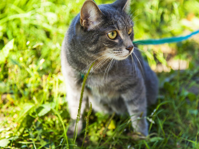 美丽的小花猫的毛茸茸的猫环顾四周