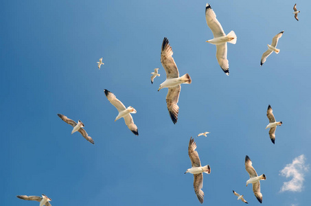 海鸥在海上飞行群鸟飞翔的心群鸟从海边起飞群鸟飞翔在蔚蓝的天空三暗