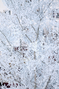 雪中的树木, 冬日的风景