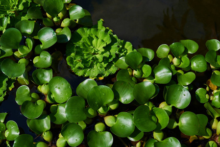 叶子漂浮在水面上的图案.水生植物, 漂浮植物, 背景.水厂, 浮绿植物.