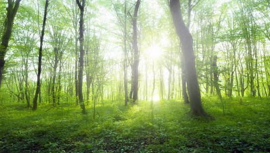 在绿色的森林，春天的阳光