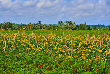 美丽的夏季万寿菊场与蓝色多云的天空。位于巴厘岛中心地带的小村庄, 拥有令人惊叹的万寿菊美景。背景模糊的棕榈树。农业产业理念