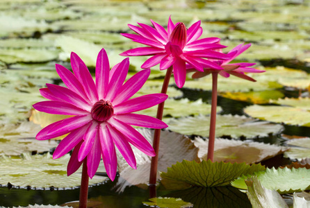 粉红色的睡莲在池塘与绿叶背景