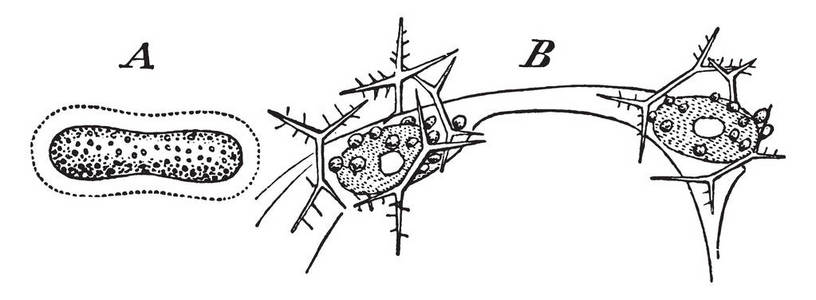 一幅显示殖民地放射虫矽拥有 Sphaerozoum Punctatum复古线画或雕刻插图的硅骨针的图片