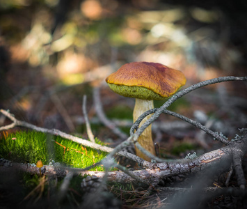 绿色苔藓和 sinlight 山毛榉林中优良食用单面菇的特写