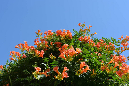凌霄属植物图片-凌霄属植物素材-凌霄属植物插画-摄图新视界