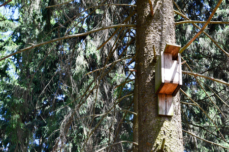 一个小木制的鸟笼, 一座鸟的房子, 从自制的木板上高高挂在森林里的一棵松树上