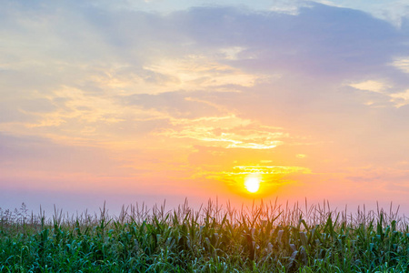 多云日日落时的玉米场