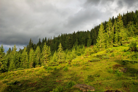 喀尔巴阡山脉景观夏日多云。松树森林，乌克兰，欧洲