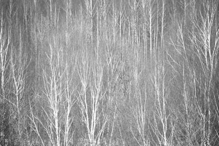 森林黑白摄影