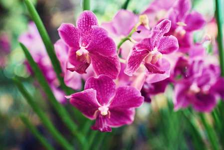 兰花的性质.花卉背景.美丽的紫罗兰兰花.