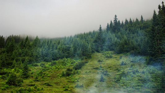 多云的喀尔巴阡山脉景观。松树森林，乌克兰，欧洲