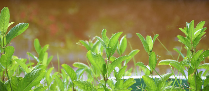 鲜绿色的植物。关闭了叶。自然背景