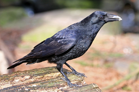 黑乌鸦在木制的日志