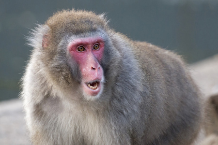 在野生动物保留日本猴子