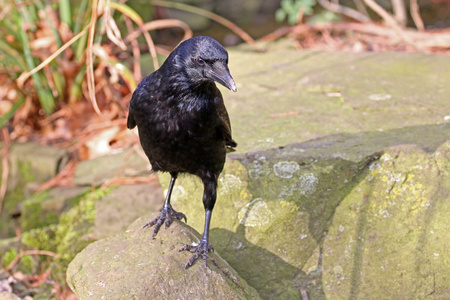 在石头上的黑乌鸦