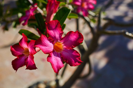 关闭沙漠玫瑰热带花 黑斑羚百合, 模拟杜鹃花, 粉红色 adenium。令人惊叹的背景与热带花卉。粉红色的花朵在一个自然模糊