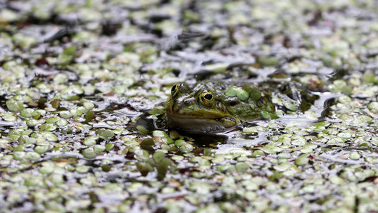 在脏水中的青蛙