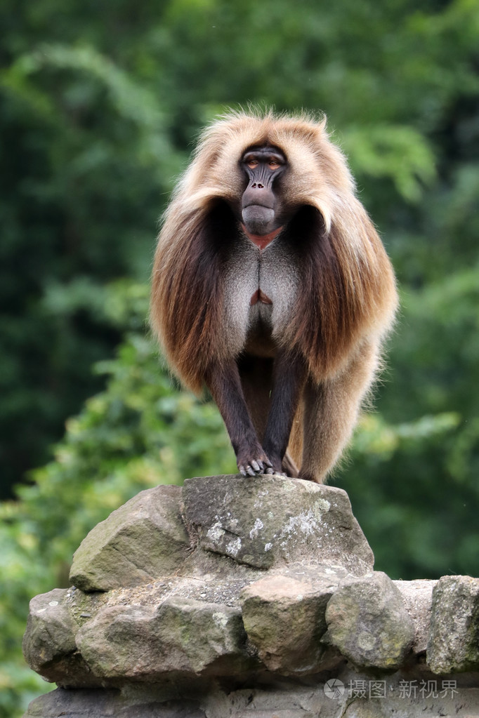 在野生动物保留狒狒猴子