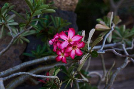 关闭沙漠玫瑰热带花。粉红色的花朵上自然模糊的绿叶背景。花牌性质。夏日盛开的鲜艳花朵喜庆的背景。彩花卡