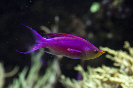 黄条纹仙女贝斯莱特Pseudanthias Tuka。