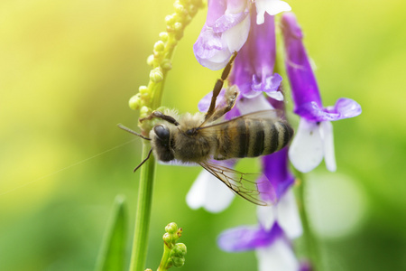 丁香 紫色 花上的蜜蜂。蜜蜂在花上的宏