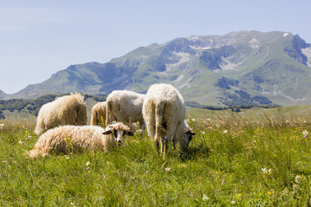 在绿色的牧场上放牧绵羊