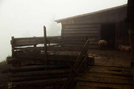 在一个大雾的夏日清晨, 山上的生态农场