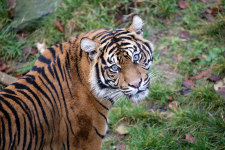美丽的亚洲虎图片