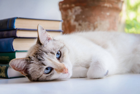 白色可爱的猫, 蓝眼睛躺在窗台旁边的一堆书