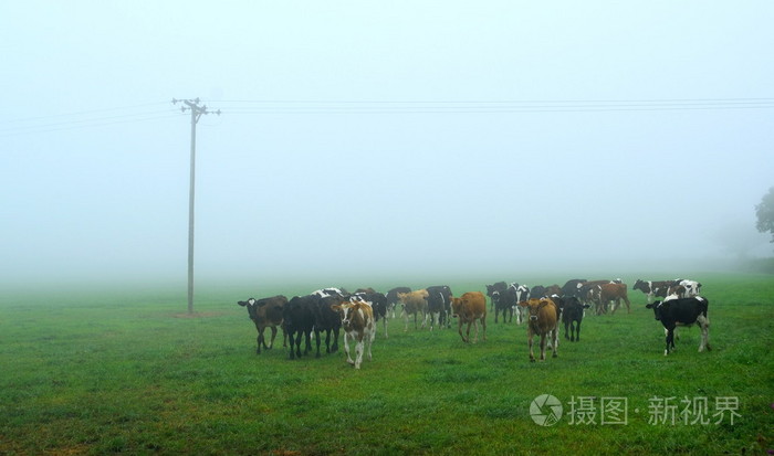 奶牛的农场