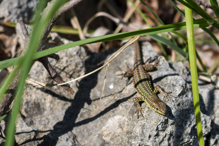蜥蜴在他的身上有一个绿色和褐色的 camuflage 图案, 在草丛和草丛中的自然界中的石头上得到温暖。Omisalj, 克尔克