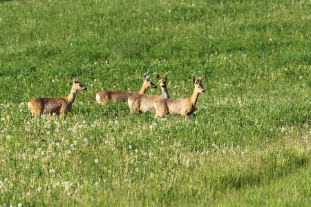 群獐鹿在草原上