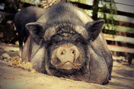 地面上的懒猪照片