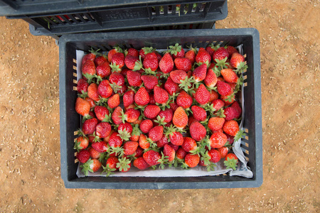 新鲜采摘成熟草莓