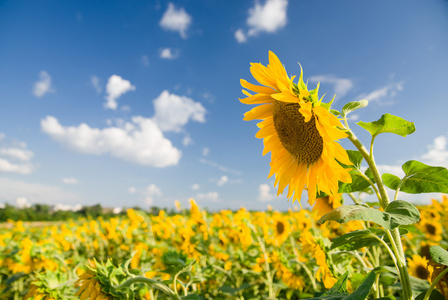 晴好天气图片-晴好天气素材-晴好天气插画-摄图新视界