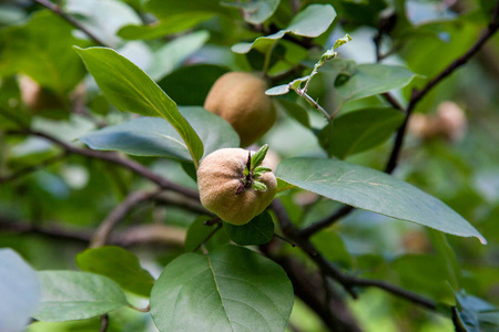 有机苹果木瓜在花园里。苹果木瓜的特写视图挂在树枝上, 绿色的假