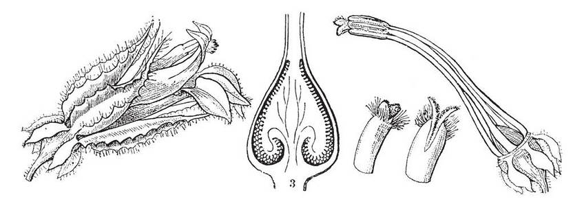 红衣主教花这是伟大的蓝色半边莲的部分图像.