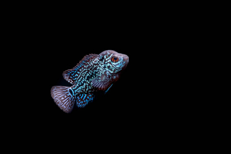 在水族馆的慈鲷图片