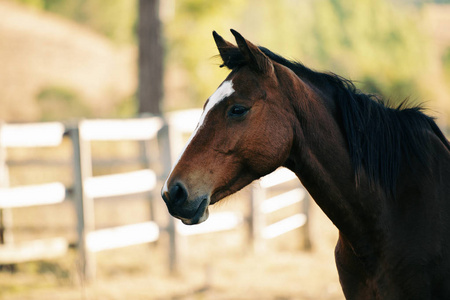 澳大利亚的马图片