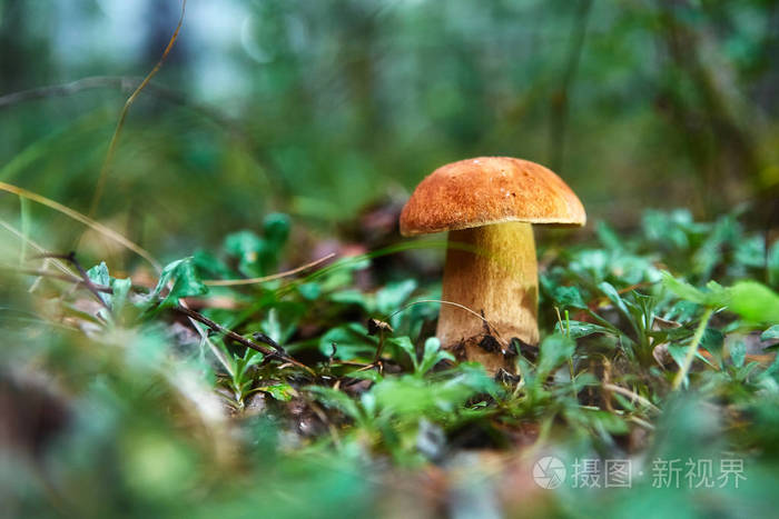 Cep 蘑菇生长在秋天森林。牛肝菌。松茸采摘